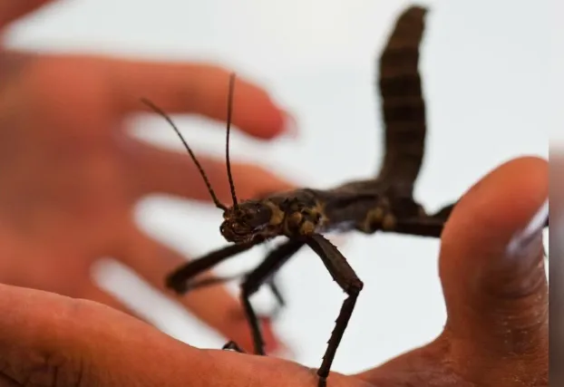 Entomoloog Allan Selin